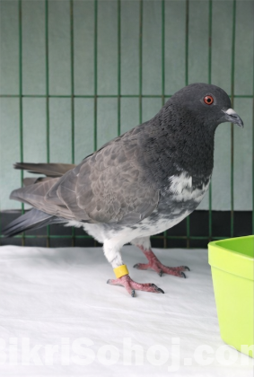 গোল্লা কবুতর